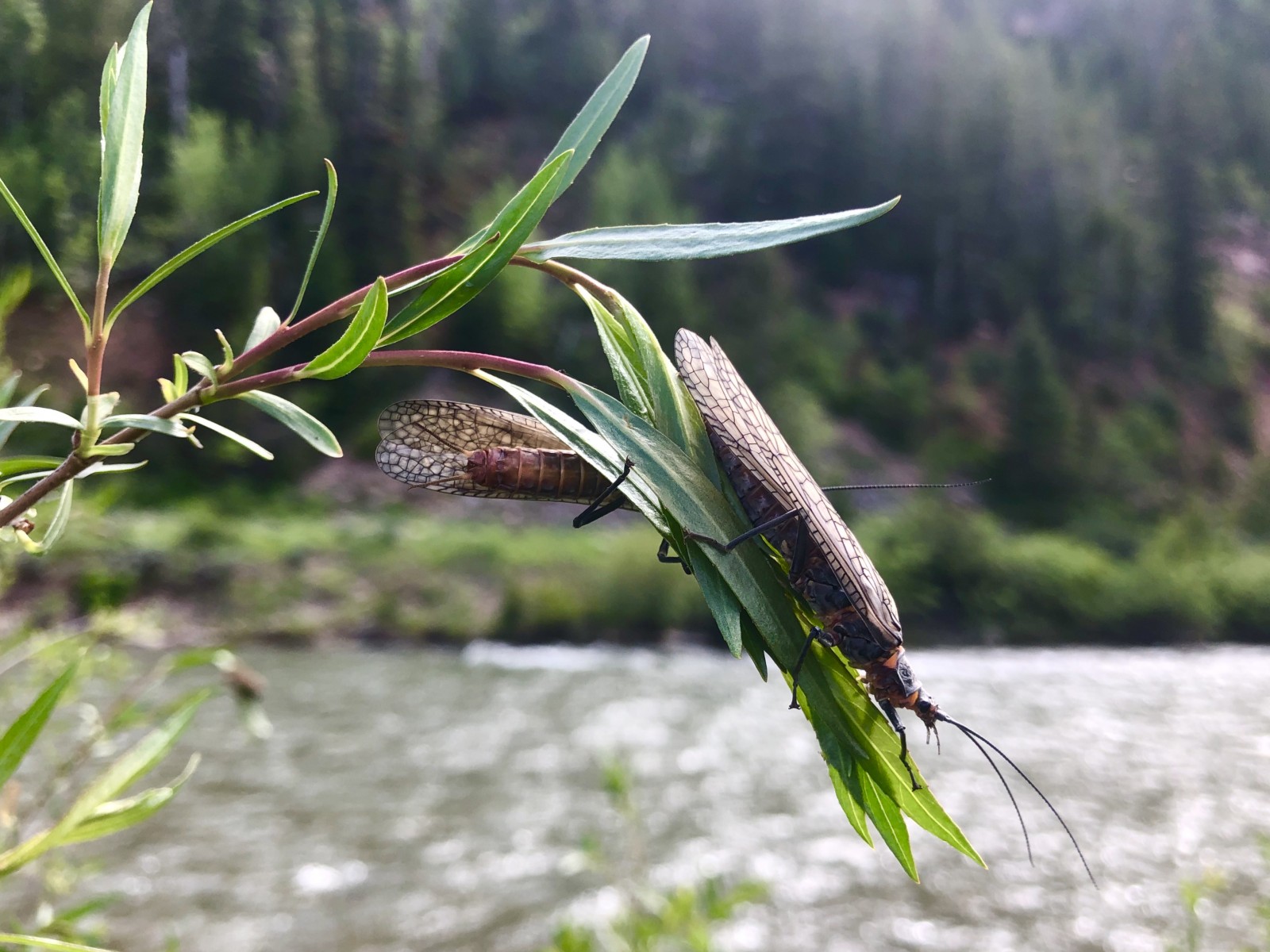 fly fishing hatch guide for snake river
