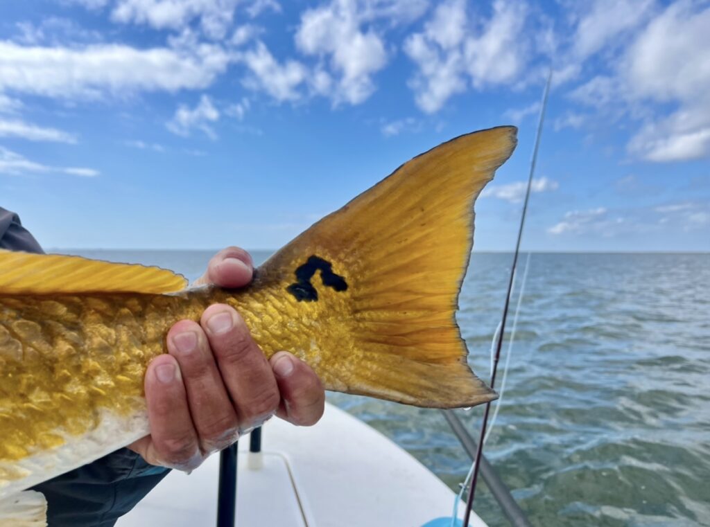 fish tail in Venice, Louisiana