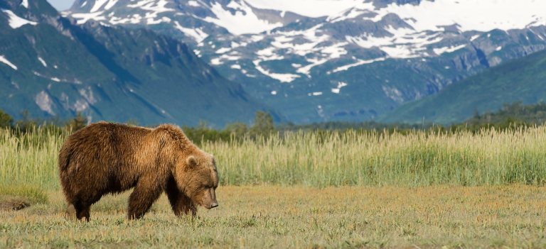 Bear in Meadow with mountains in background