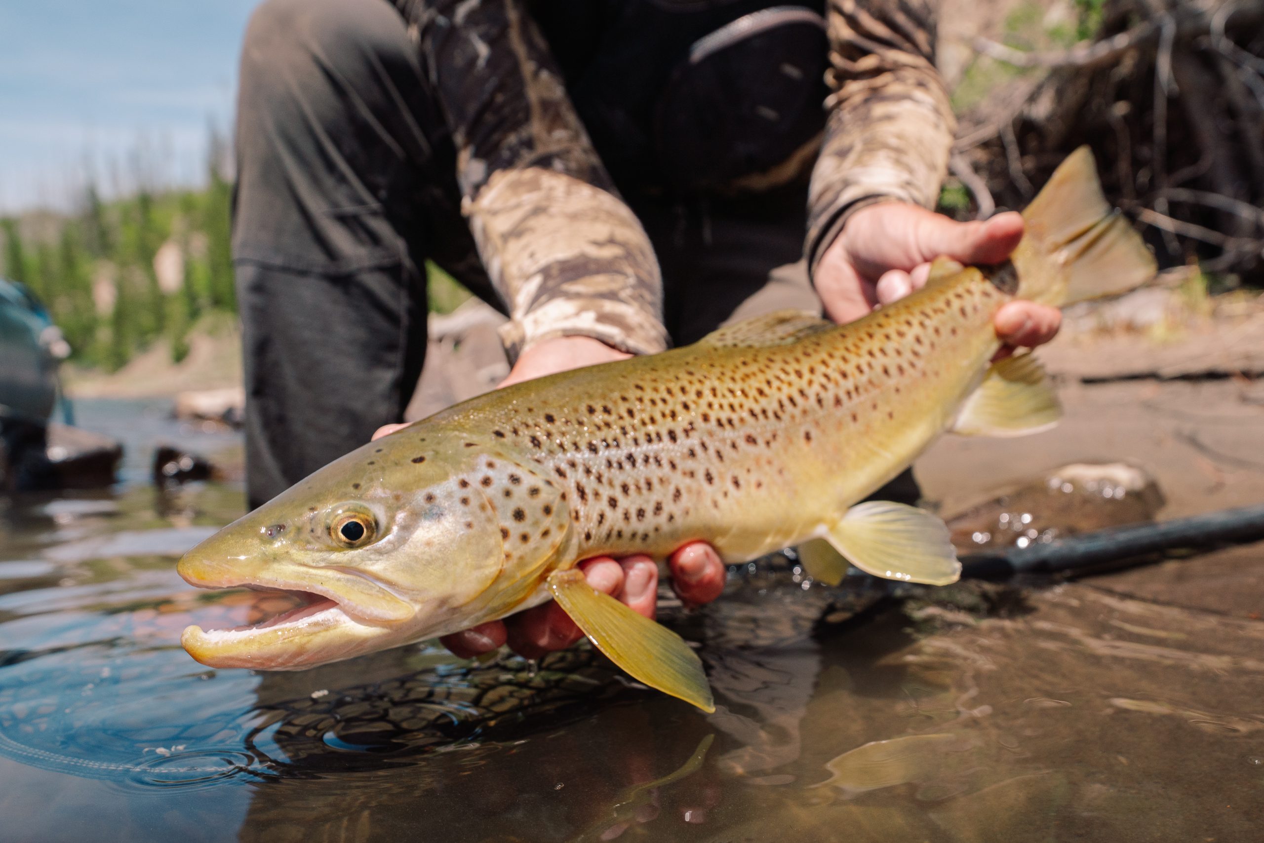 Angler holding a brown trout over the water during a guided fly fishing trip in Jackson Hole.